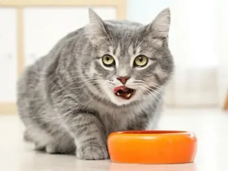 مشکل دستگاه گوارش علت غذا نخوردن گربه 